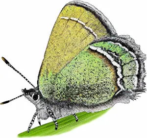 Insect Prints: Sandia Hairstreak Butterfly