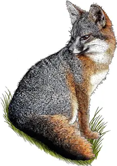 Island Prints: Santa Cruz Island Fox