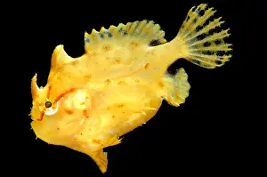 Weed Prints: Sargassum Anglerfish