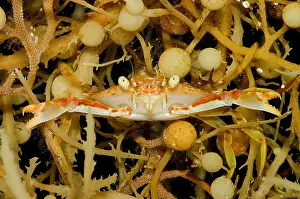 Weed Prints: Sargassum Crab