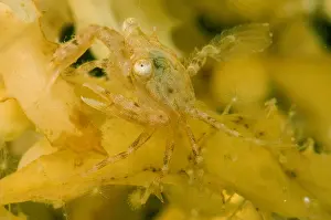 Weed Prints: Sargassum Crab