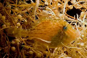 Fish Prints: Sargassum Filefish