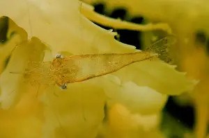 Weed Prints: Sargassum Shrimp