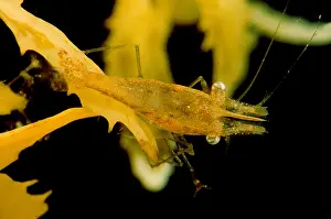 Weed Prints: Sargassum Shrimp