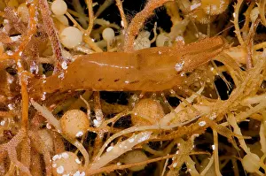 Weed Prints: Sargassum Shrimp