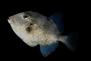 Weed Prints: Sargassum Triggerfish