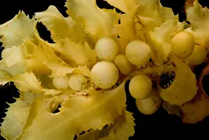 Weed Prints: Sargassum Weed