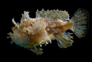 Predator Prints: Sargassumfish