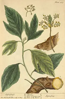Illustrator Prints: Sassafras, Medicinal Plant, 1737