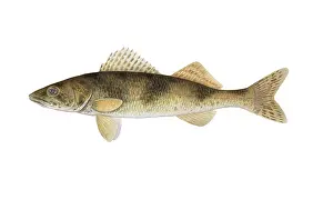 Canadensis Prints: Sauger