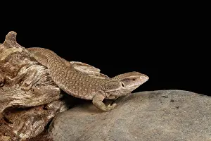 savannah monitor (Varanus exanthematicus) climbing