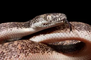 Island Prints: Savu Python in Defensive Posture
