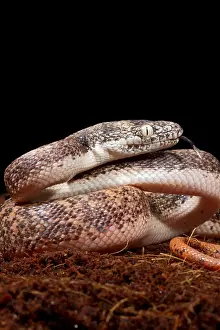 Snake Prints: Savu Python in Defensive Posture