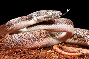 Many Science & Medical Prints: Savu Python in Defensive Posture