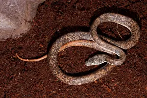 Island Prints: Savu Python (Liasis mackloti savuensis)