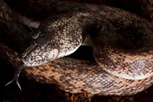Island Prints: Savu Python (Liasis mackloti savuensis)
