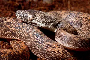 Snake Prints: Savu Python (Liasis mackloti savuensis)