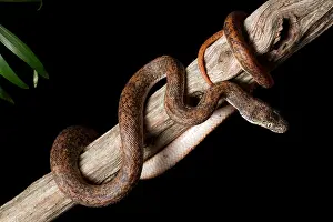 Island Prints: Savu Python on Tree Branch