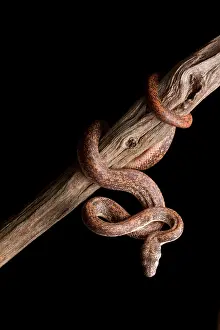 Many Science & Medical Prints: Savu Python on Tree Branch