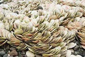Molluscks Prints: Scallop Shells