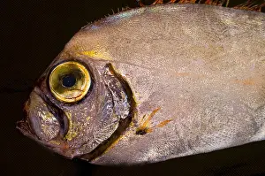 Scalloped Ribbonfish