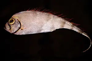 Deep Prints: Scalloped Ribbonfish