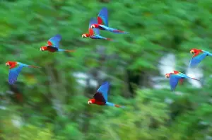 Flying Prints: Scarlet and green-winged macaws in flight