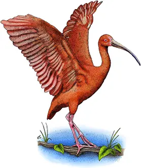 Shorebird Prints: Scarlet Ibis