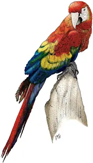 Psittacidae Prints: Scarlet Macaw