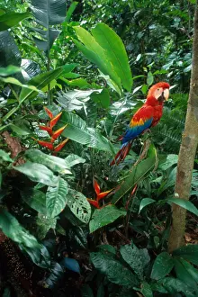 Tropical Prints: Scarlet Macaw