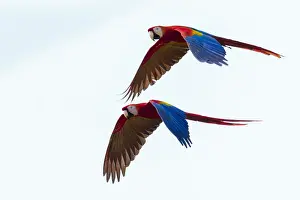 Rica Prints: Scarlet Macaws