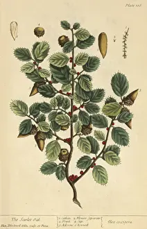 More Science & Medical Prints: Scarlet Oak, Medicinal Plant, 1737