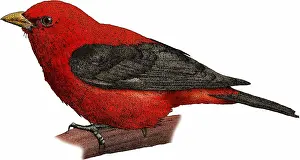 Scarlet Prints: Scarlet Tanager