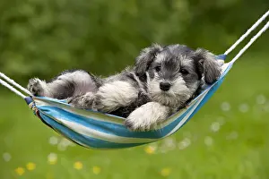 Young Prints: Schnauzer Puppy Dog