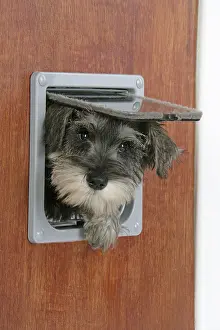 Face Prints: Schnauzer Puppy Dog