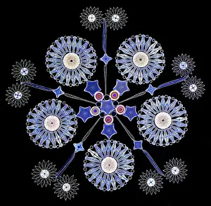 Images Dated 21st July 2025: ScienceSource 07 21 25, 1954624 h