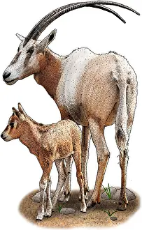 Extinct Prints: Scimitar Oryx