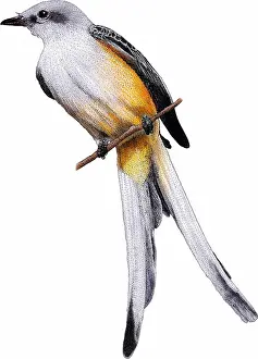 Scissor-tailed Flycatcher