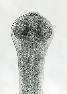 Tapeworm Prints: Scolex of a Tapeworm (Dipylidium sp.) under a microscope