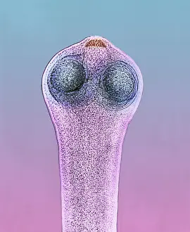 Label Prints: Scolex of a Tapeworm (Dipylidium sp.) under a microscope