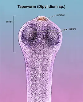 Zoology Prints: Scolex of a Tapeworm (Dipylidium sp.) under a microscope