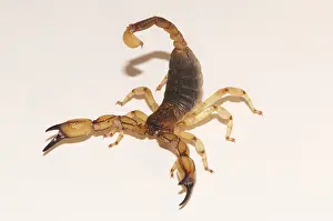 Arachnid Prints: Scorpion, Anuroctonus pococki