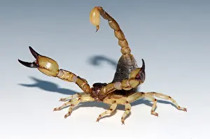 Arachnid Prints: Scorpion, Anuroctonus pococki