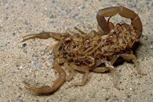 Dangerous Prints: Scorpion with Young