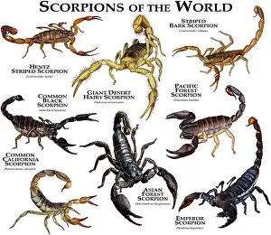 Poster Prints: Scorpions of the World