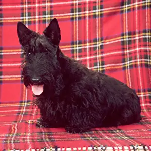 Studio Prints: Scottish Terrier on a Plaid Background