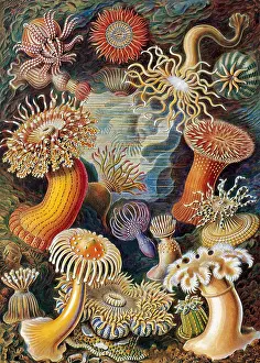 Ernst Prints: Sea Anemones
