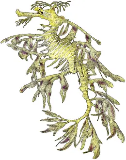 Dragon Prints: Sea Dragon