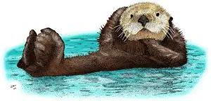 Floating Prints: Sea Otter