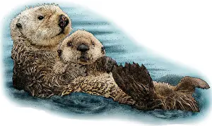 Images Dated 5th July 2016: Sea Otter